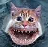 kittysharkavatar.jpg